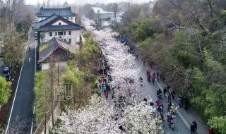 南京的樱花2月开了吗 鸡鸣寺的樱花开了什么意思